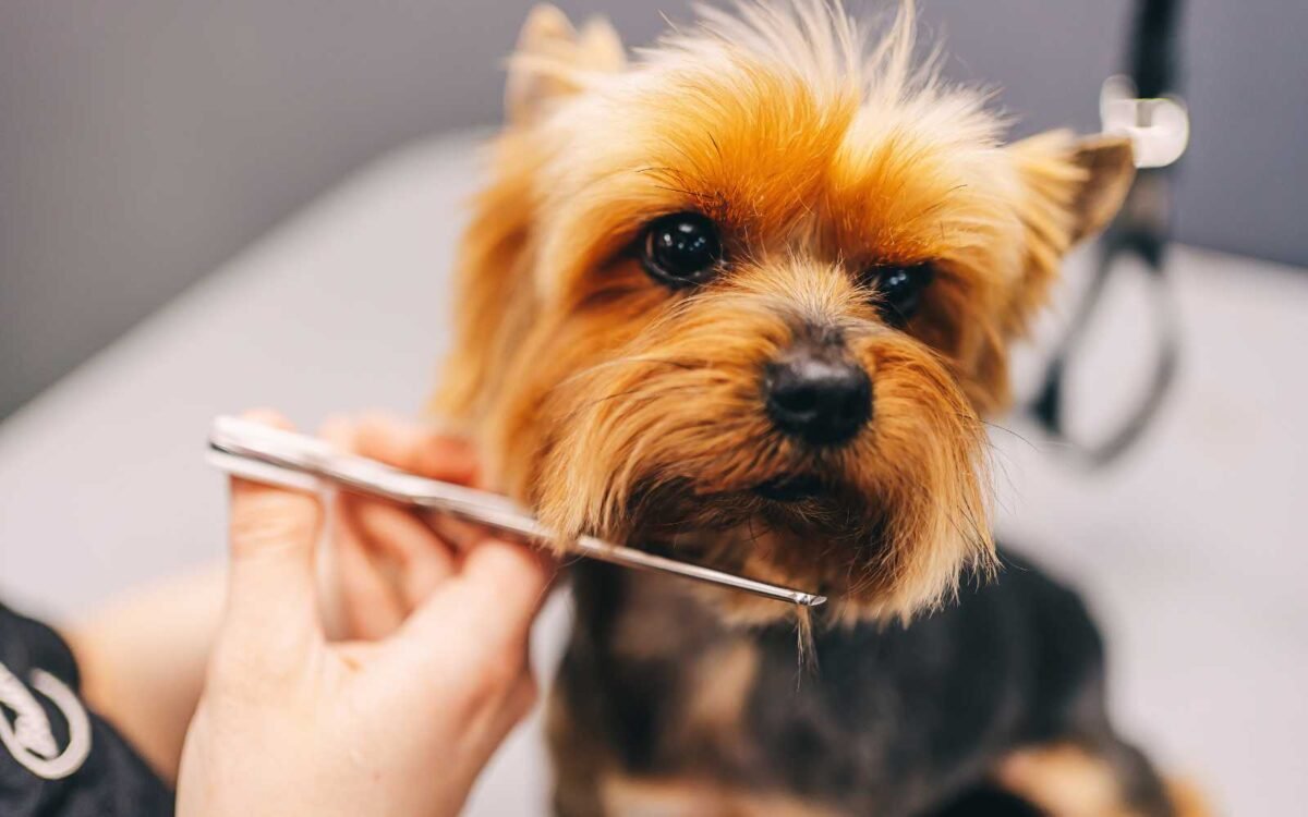 Furry Friends Pet Grooming & Spa